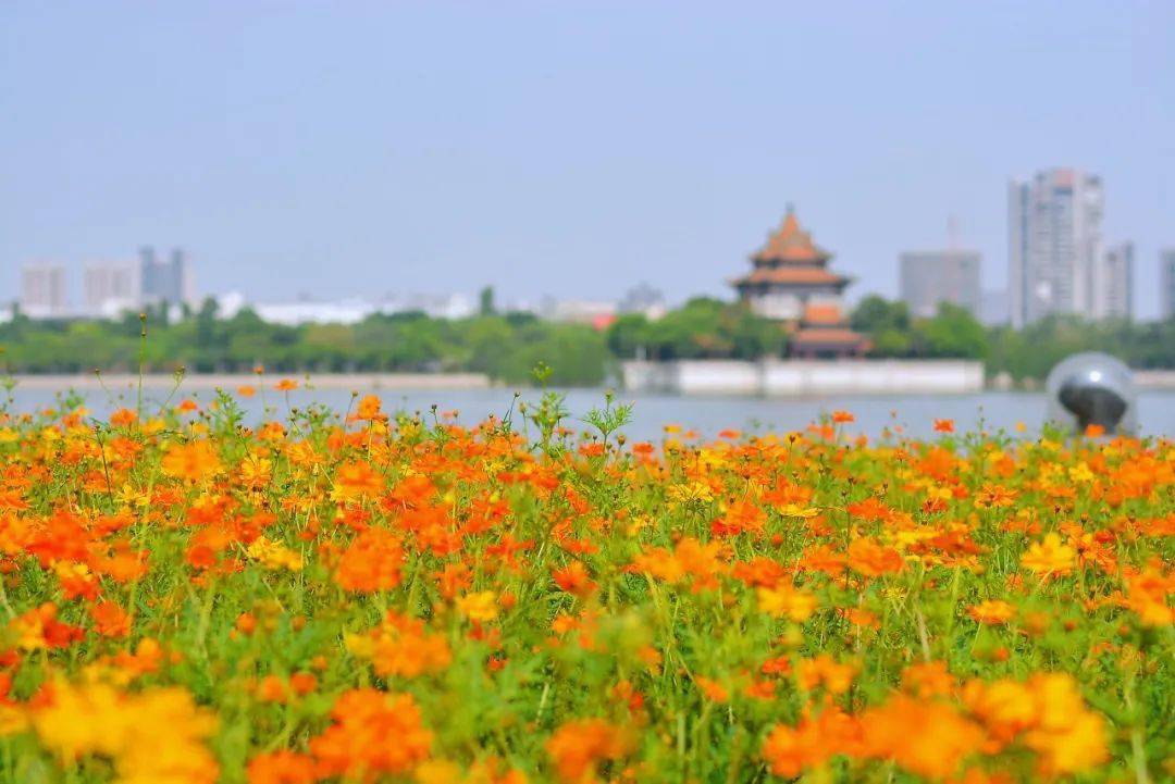 美麗小鎮(zhèn)丨順德大良：城央山水，精致鳳城
