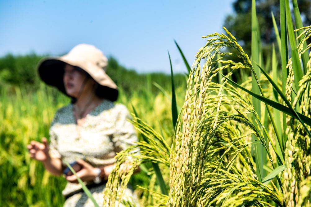 重慶大足：五彩稻田好&ldquo;豐&rdquo;景