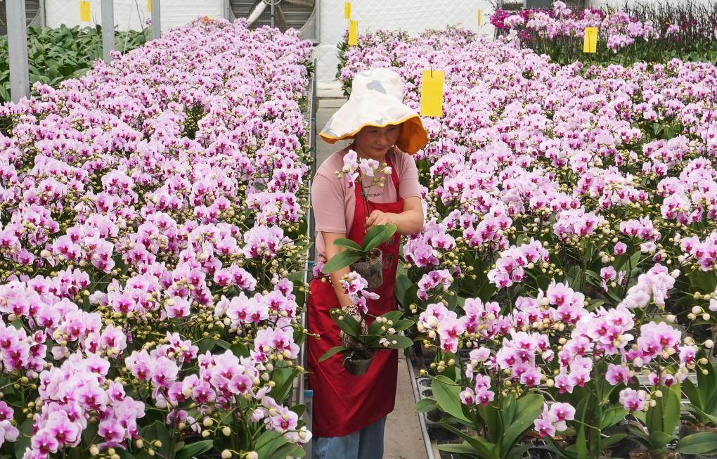 江蘇宿遷：蝴蝶蘭開出&ldquo;致富花&rdquo;