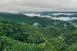 &ldquo;普洱景邁山古茶林文化景觀&rdquo;申遺成功