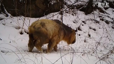 求偶遇！秦嶺野生動物的&ldquo;盲盒&rdquo;這樣開
