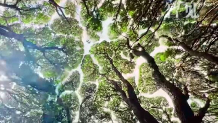 樹木為何會相互“禮讓”？