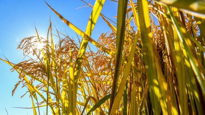 新華社評(píng)論員：抓好糧食安全這個(gè)&ldquo;國(guó)之大者&rdquo;