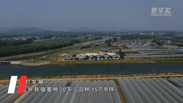 一顆蜜桃背后的&ldquo;鄉(xiāng)村振興經(jīng)&rdquo;
