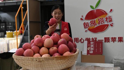 小蘋(píng)果創(chuàng)出產(chǎn)業(yè)大天地&mdash;&mdash;陜西洛川蘋(píng)果產(chǎn)業(yè)集群見(jiàn)聞