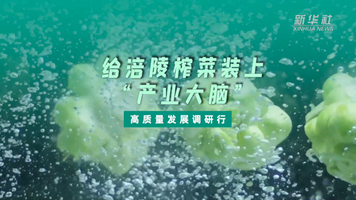 一顆青菜頭，緣何長(zhǎng)出百億產(chǎn)業(yè)？